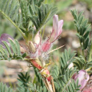 Photographie n°2495005 du taxon Astragalus sempervirens subsp. sempervirens 