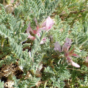 Photographie n°2495010 du taxon Astragalus sempervirens subsp. sempervirens 