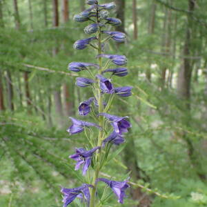 Photographie n°2495014 du taxon Delphinium dubium (Rouy & Foucaud) Pawl.