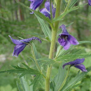 Photographie n°2495016 du taxon Delphinium dubium (Rouy & Foucaud) Pawl.