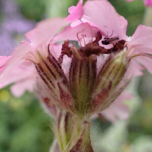 Photographie n°2495034 du taxon Lychnis flos-jovis (L.) Desr.