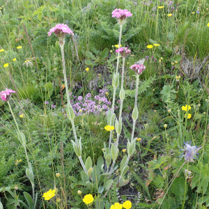 Photographie n°2495036 du taxon Lychnis flos-jovis (L.) Desr.