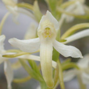 Photographie n°2495038 du taxon Platanthera bifolia (L.) Rich.