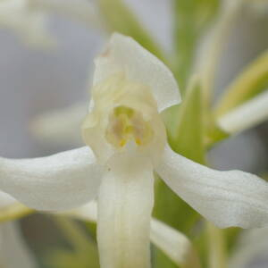 Photographie n°2495039 du taxon Platanthera bifolia (L.) Rich.