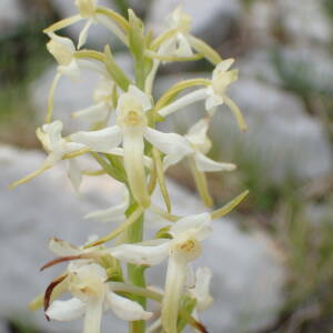 Photographie n°2495041 du taxon Platanthera bifolia (L.) Rich.