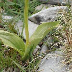 Photographie n°2495043 du taxon Platanthera bifolia (L.) Rich.