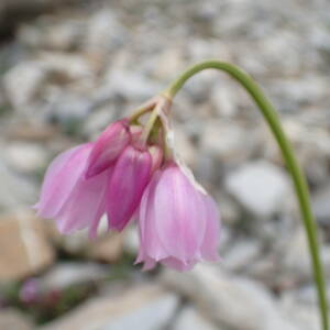 Photographie n°2495047 du taxon Allium narcissiflorum Vill.