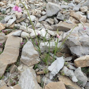 Photographie n°2495049 du taxon Allium narcissiflorum Vill.