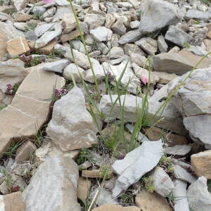 Photographie n°2495050 du taxon Allium narcissiflorum Vill.
