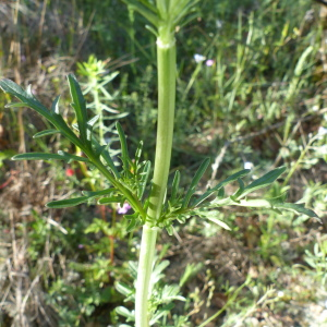 Photographie n°2495083 du taxon Centranthus calcitrapae (L.) Dufr. [1811]