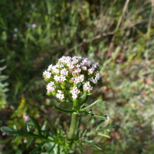 Photographie n°2495085 du taxon Centranthus calcitrapae (L.) Dufr. [1811]