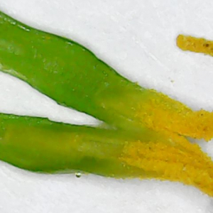 Photographie n°2495128 du taxon Eschscholzia californica Cham. [1820]