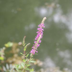 Photographie n°2495160 du taxon Lythrum salicaria L.