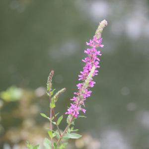 Photographie n°2495161 du taxon Lythrum salicaria L.