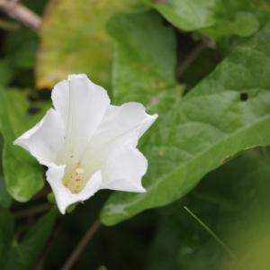 Photographie n°2495165 du taxon Convolvulus sepium L.