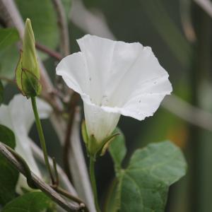 Photographie n°2495166 du taxon Convolvulus sepium L.