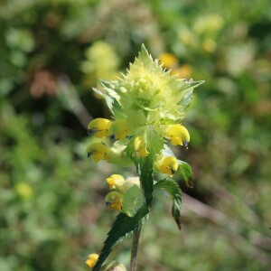 Photographie n°2495196 du taxon Rhinanthus alectorolophus (Scop.) Pollich