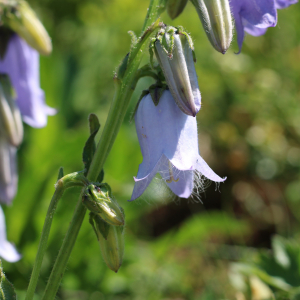 Photographie n°2495200 du taxon Campanula barbata L.