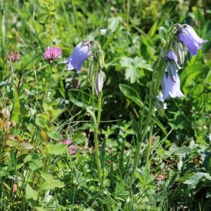 Photographie n°2495202 du taxon Campanula barbata L.