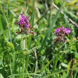 Photographie n°2495206 du taxon Pedicularis verticillata L.