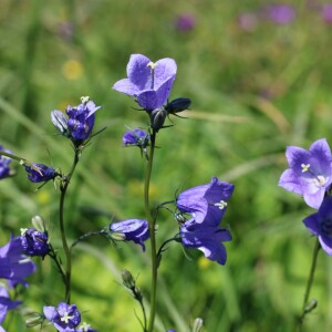 Photographie n°2495209 du taxon Campanula rhomboidalis L.