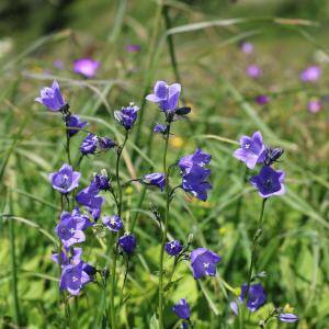 Photographie n°2495211 du taxon Campanula rhomboidalis L.