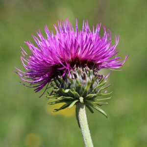 Photographie n°2495226 du taxon Carduus defloratus L.