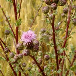 Photographie n°2495260 du taxon Cirsium arvense (L.) Scop.
