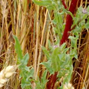 Photographie n°2495262 du taxon Cirsium arvense (L.) Scop.