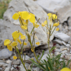 Photographie n°2495305 du taxon Erysimum ochroleucum (Schleich.) DC.