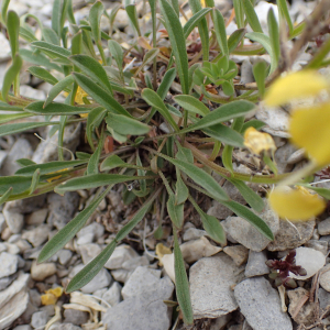 Photographie n°2495307 du taxon Erysimum ochroleucum (Schleich.) DC.