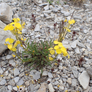 Photographie n°2495308 du taxon Erysimum ochroleucum (Schleich.) DC.