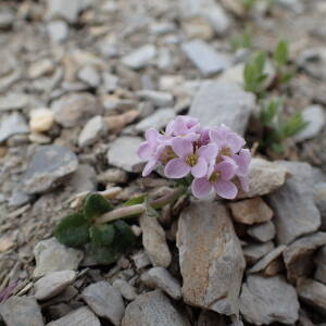 Photographie n°2495331 du taxon Noccaea rotundifolia (L.) Moench