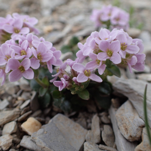 Photographie n°2495332 du taxon Noccaea rotundifolia (L.) Moench