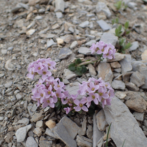 Photographie n°2495333 du taxon Noccaea rotundifolia (L.) Moench