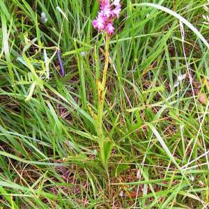 Photographie n°2495381 du taxon Anacamptis pyramidalis (L.) Rich.