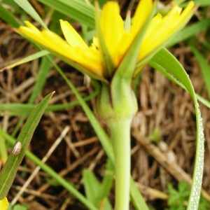 Photographie n°2495393 du taxon Tragopogon pratensis L.