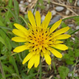 Photographie n°2495394 du taxon Tragopogon pratensis L.