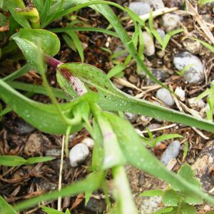 Photographie n°2495396 du taxon Tragopogon pratensis L.