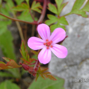 Photographie n°2495397 du taxon Geranium robertianum L.