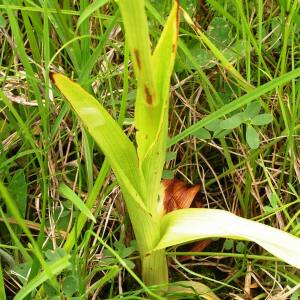 Photographie n°2495406 du taxon Anacamptis pyramidalis (L.) Rich.