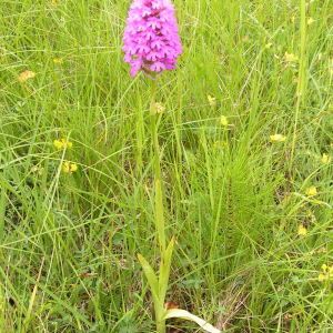 Photographie n°2495407 du taxon Anacamptis pyramidalis (L.) Rich.