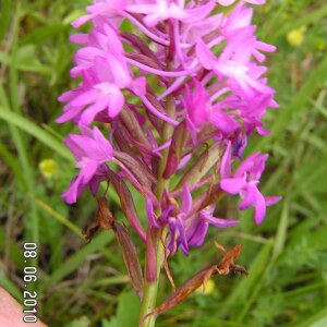 Photographie n°2495409 du taxon Anacamptis pyramidalis (L.) Rich.