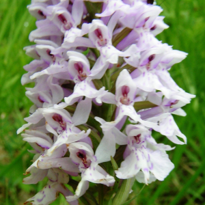 Photographie n°2495415 du taxon Dactylorhiza fuchsii (Druce) Soó [1962]