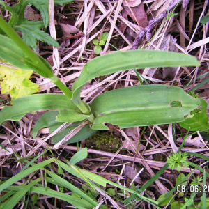 Photographie n°2495418 du taxon Dactylorhiza fuchsii (Druce) Soó [1962]