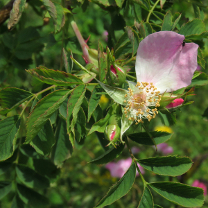 Photographie n°2495478 du taxon Rosa dumalis Bechst.