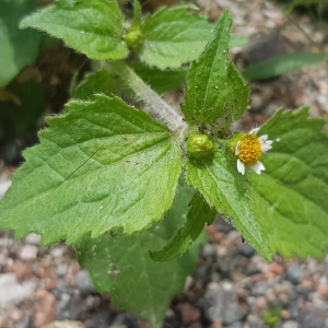 Photographie n°2495524 du taxon Galinsoga quadriradiata Ruiz & Pav.