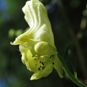 Photographie n°2495556 du taxon Aconitum lycoctonum L.