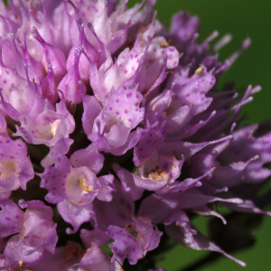 Photographie n°2495561 du taxon Traunsteinera globosa (L.) Rchb.