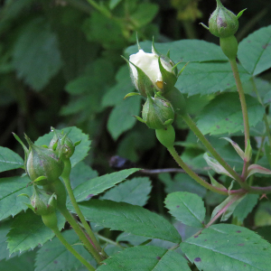 Photographie n°2495574 du taxon Rosa arvensis Huds.